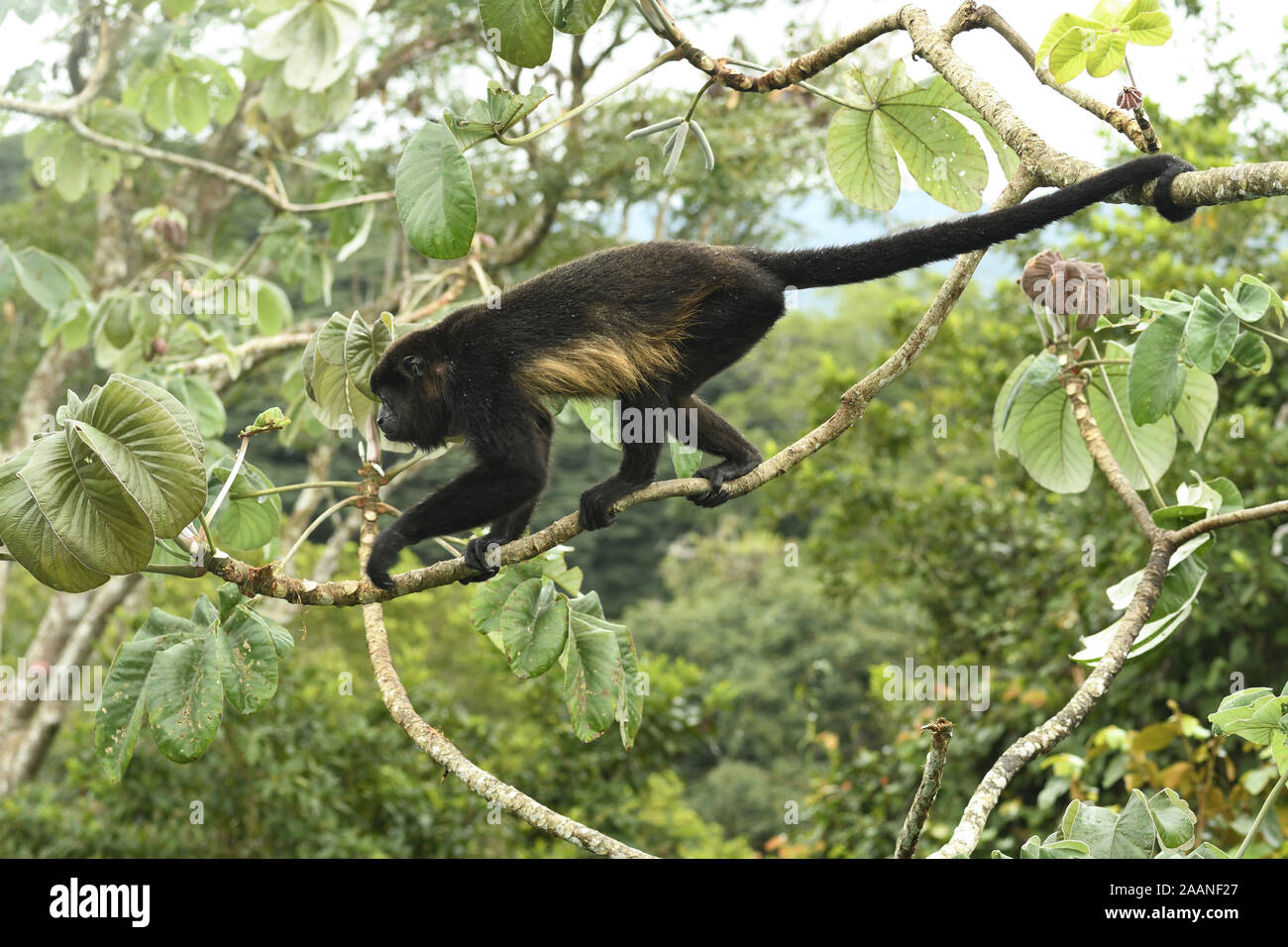 Mantled Howler Monkey (Alouatta palliata) adult walking along branch of cecropia tree, using prehensile tail, Soberania National Park, Panama, October Stock Photo