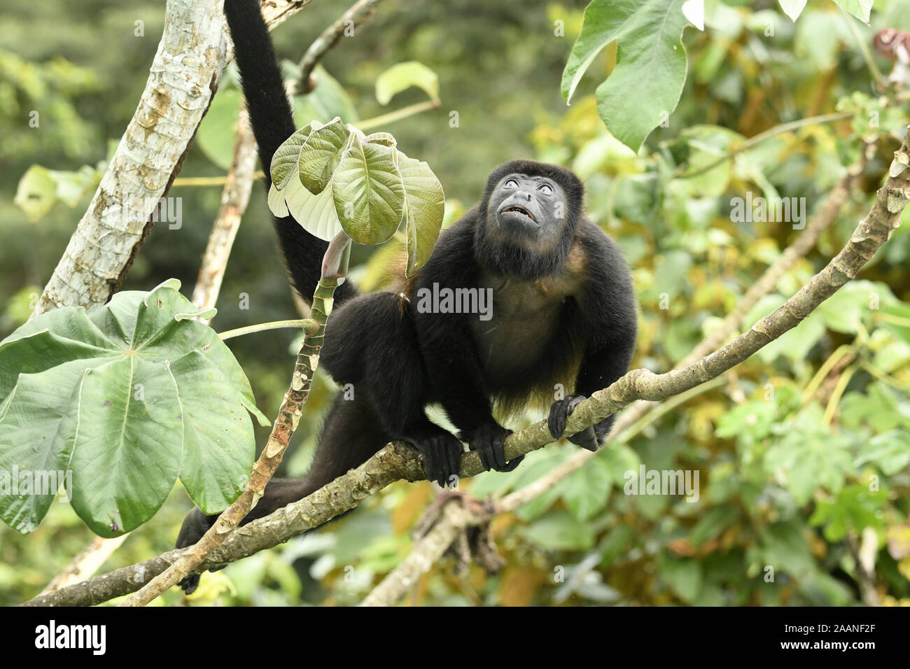 Mantled Howler Monkey (Alouatta palliata) adult sat in cecropia tree, looking upwards, Soberania National Park, Panama, October Stock Photo
