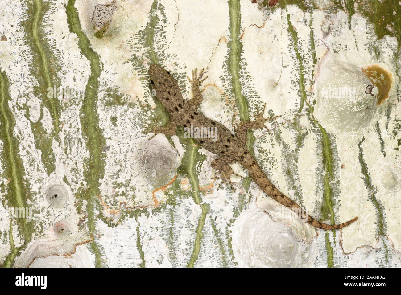 Yellow-headed Gecko (Gonatodes albogularis) female resting on tree trunk, Panama, October Stock Photo