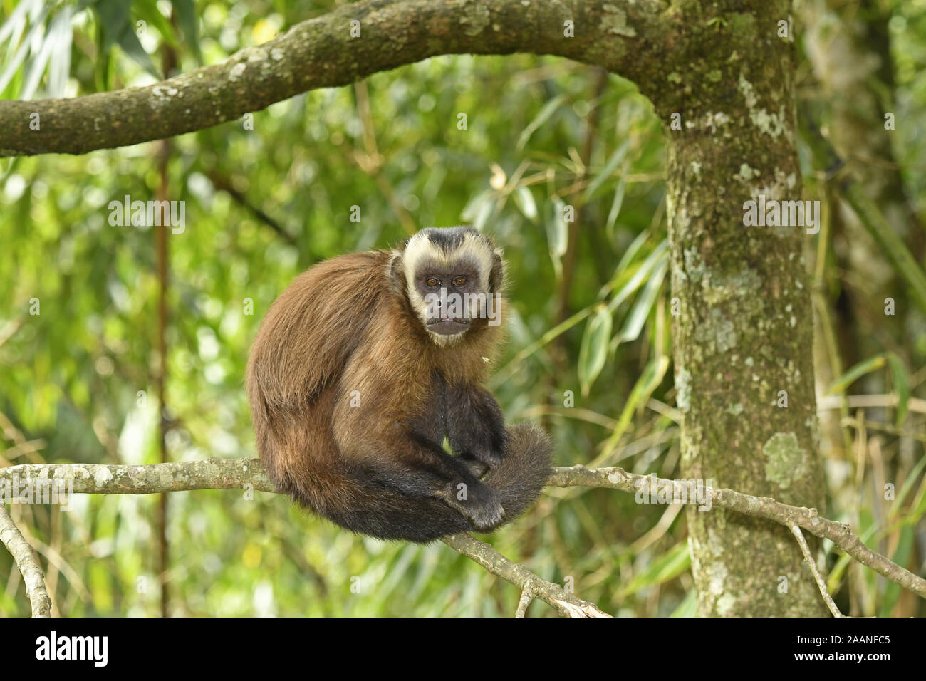 Brown Capuchin Monkey (Cebus apella) adult sitting on branch, Manu Cloudforest Reserve, Peru, November Stock Photo