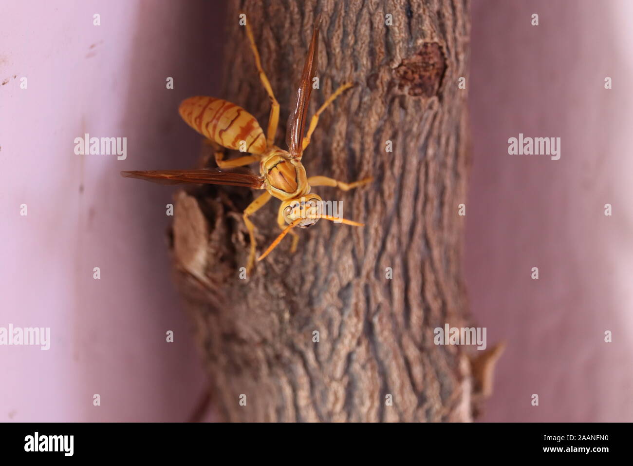Yellow wasp and are some of the deadliest insects in south Asia