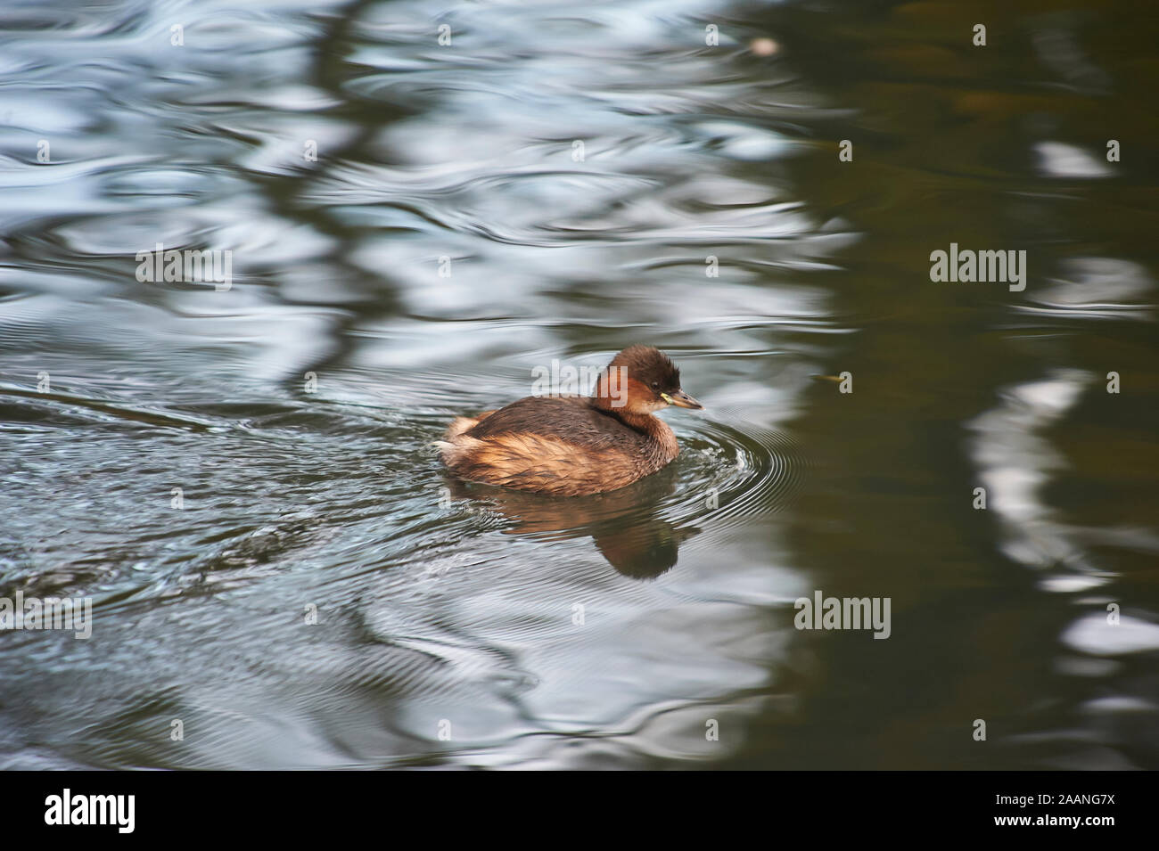 Little Grebe or Dabchick (Tachybaptus ruficollis) single bird on a canal in east yorkshire uk gb Stock Photo