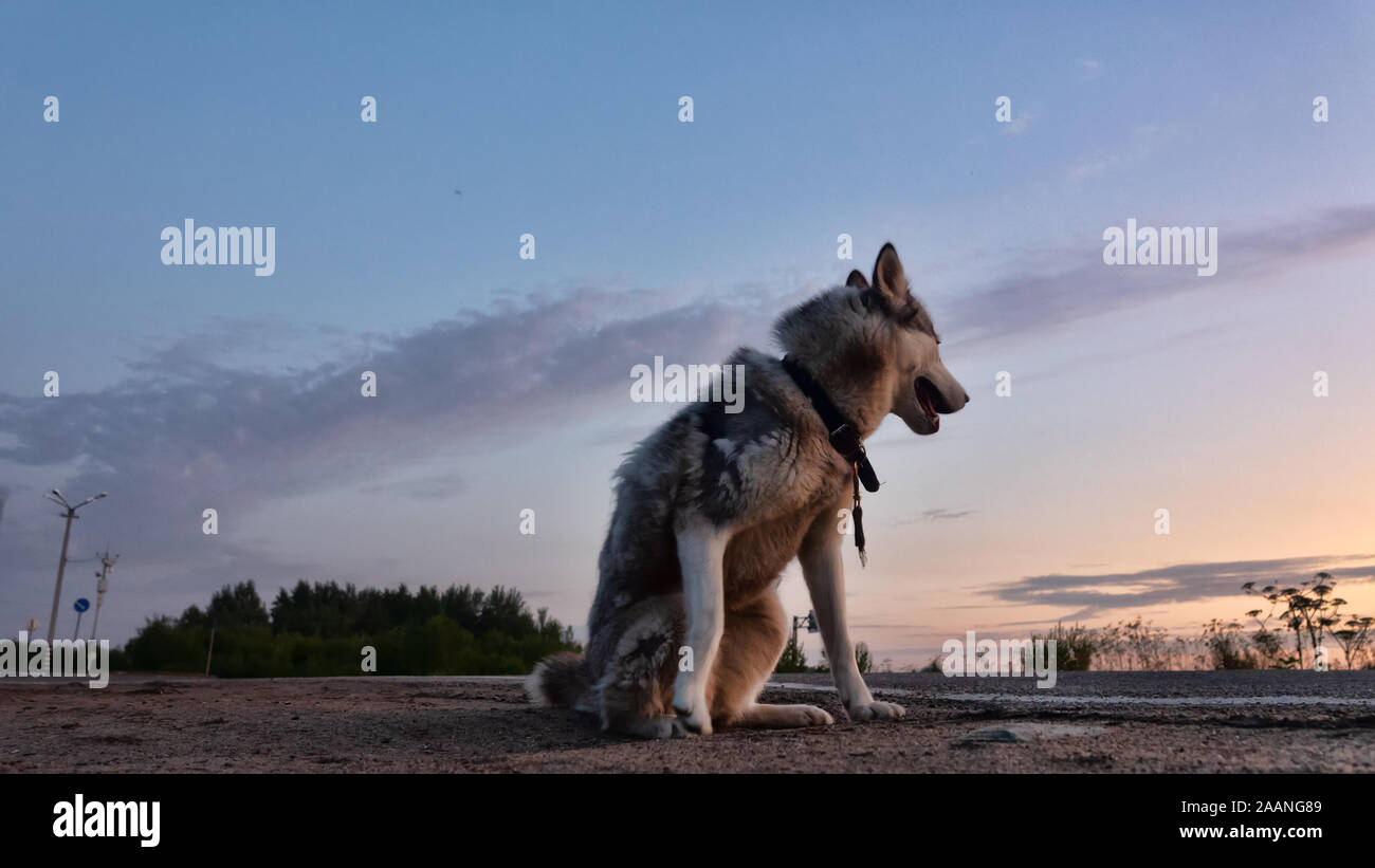 Dogs in the Russian North have the exterior of different breeds of laika (huskies). Dog on evening the forest road Stock Photo