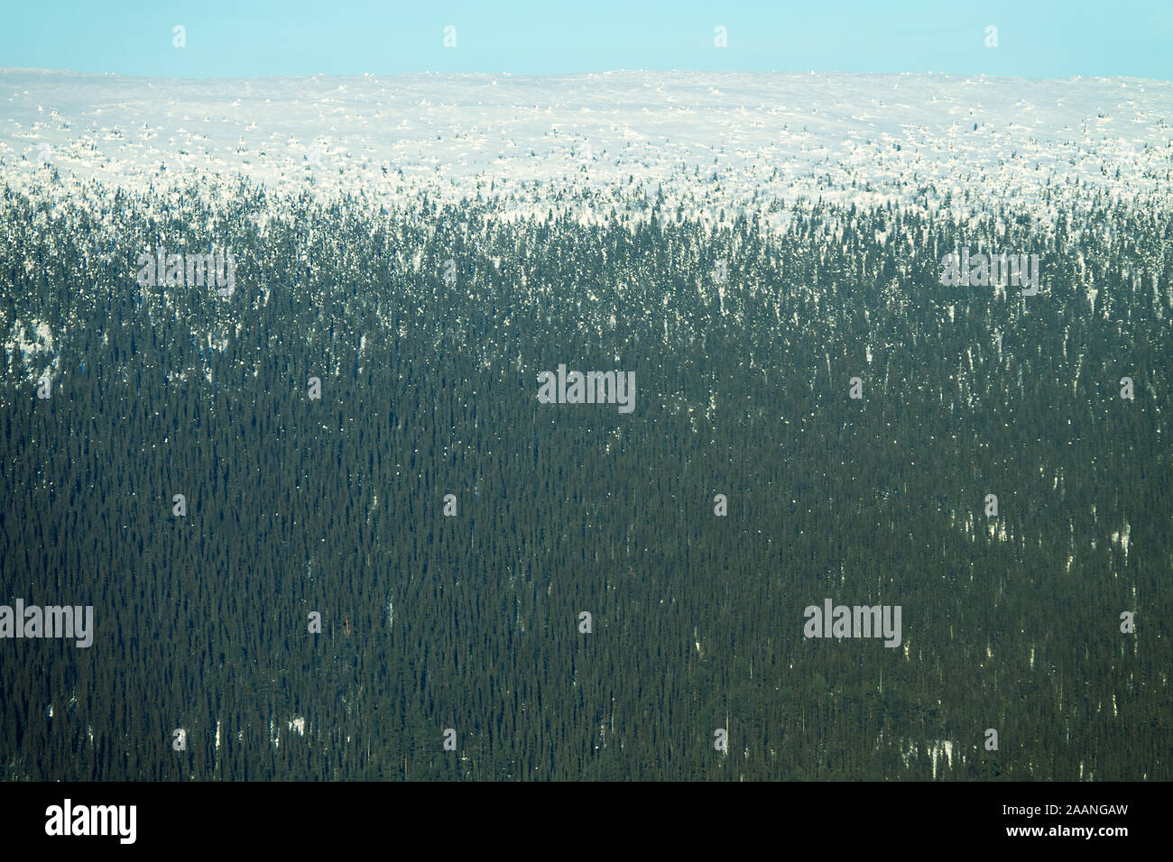 Dark coniferous forests (boreal coniferous forest). Northern forest aerial photography in mid winter in January Stock Photo