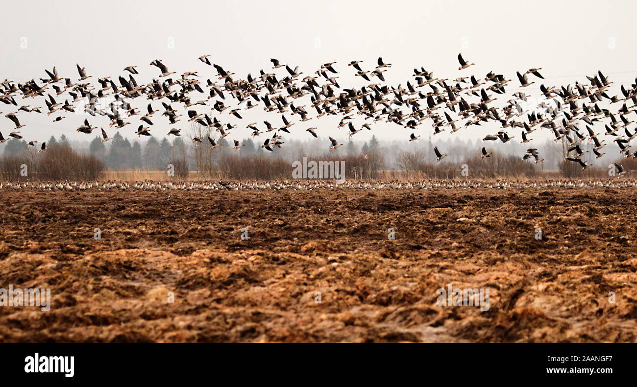 Autumn and spring migrations of birds. Geese make long stops in process of migration to replenish energy resources. Agricultural field as place of sto Stock Photo