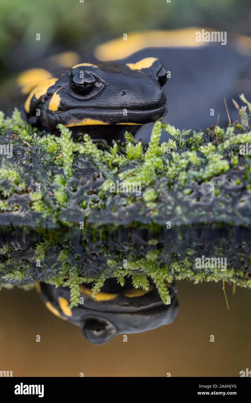 The Fire salamander reflect (Salamandra salamandra) Stock Photo