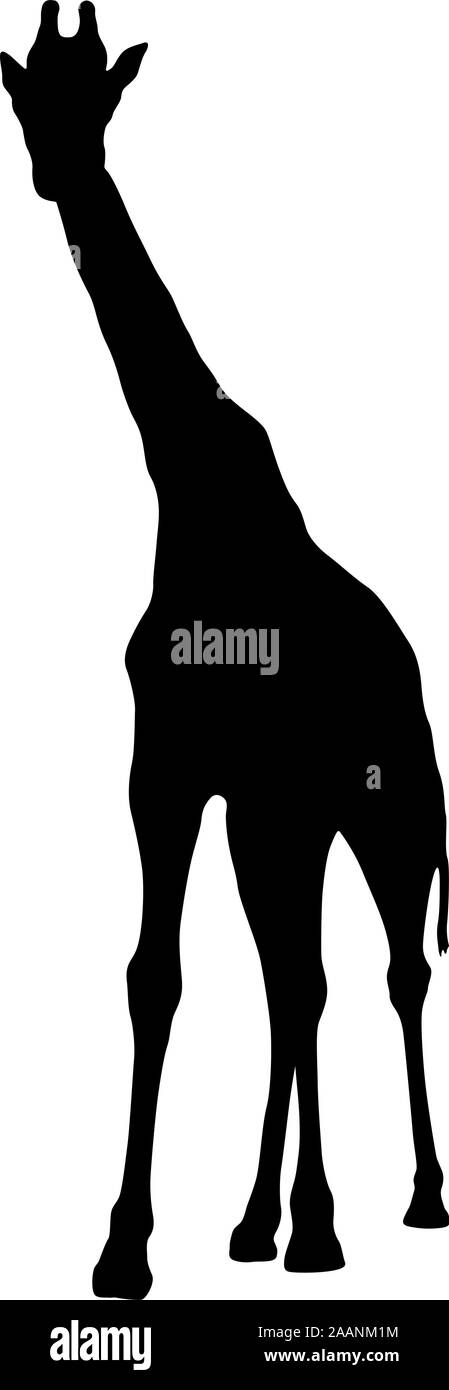 Silhouette of a high African giraffe on a white background Stock Vector ...