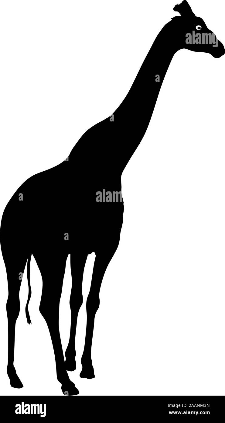Silhouette of a high African giraffe on a white background Stock Vector ...