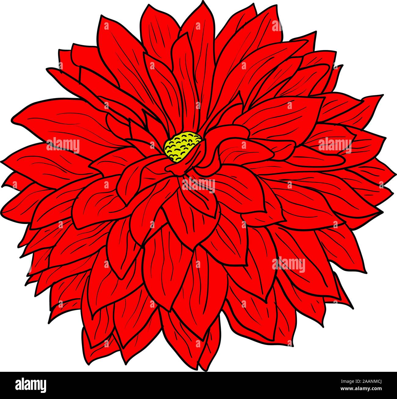 Beautiful color sketch, dahlia flower on a white background Stock