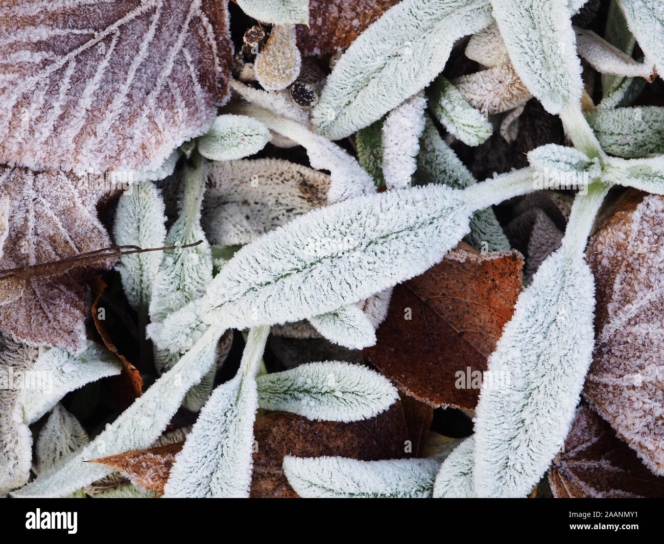 Frozen Leaves. Texture of some leaves covered by snow and ice on a winter day. Background of fall dead leaves, Hoar frosted grass, weeds and leaves. Stock Photo