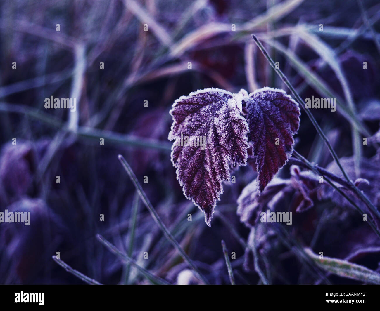 Frozen Leaves. Texture of some leaves covered by snow and ice on a winter day. Background of fall dead leaves, Hoar frosted grass, weeds and leaves. Stock Photo