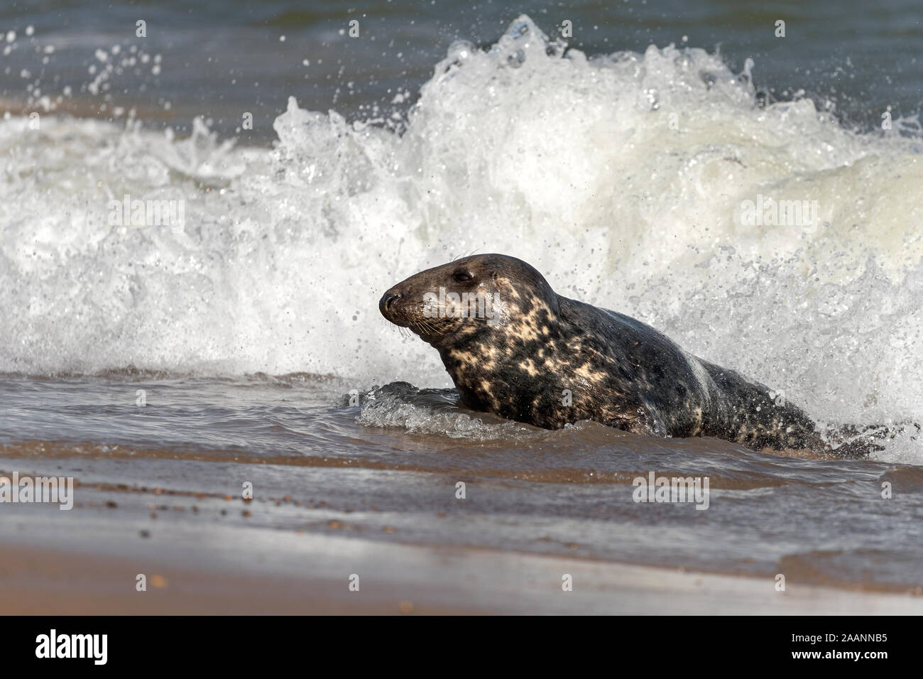 Grey seal in the sea. Stock Photo