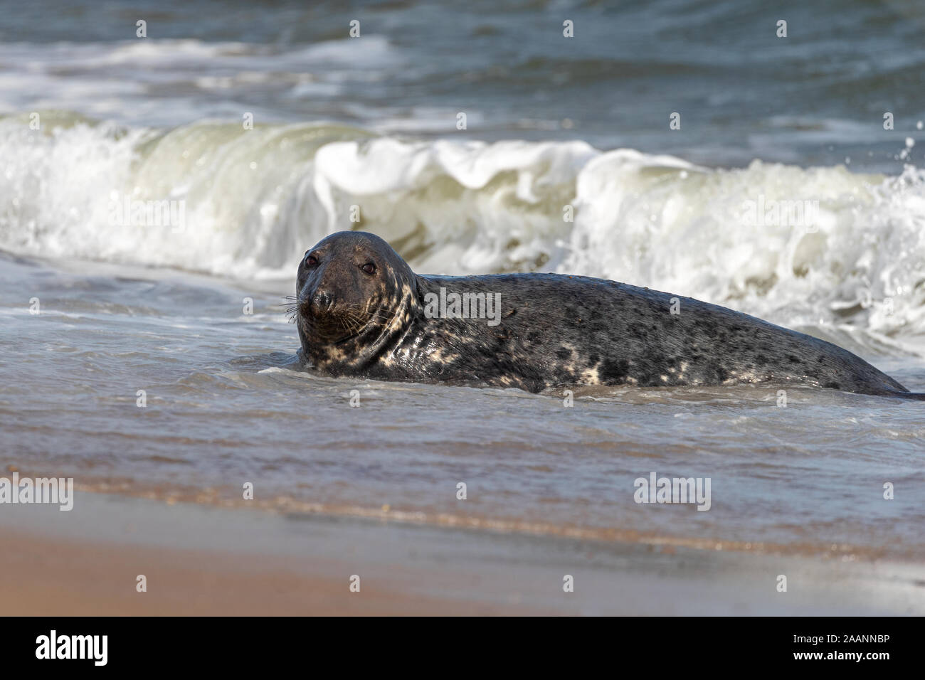 Grey seal in the sea. Stock Photo