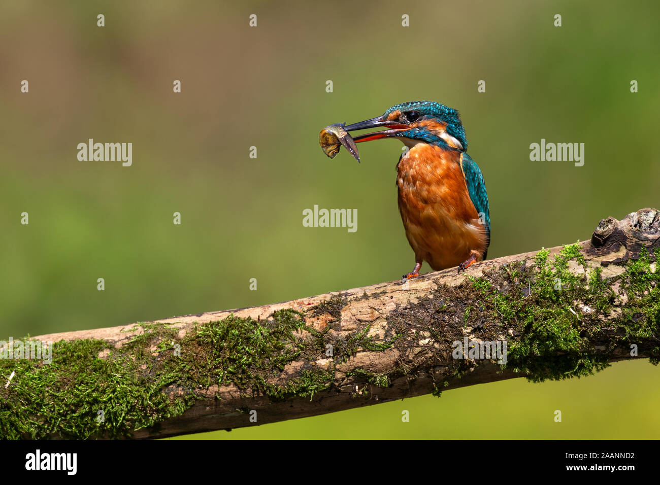 Kingfisher with minnow Stock Photo