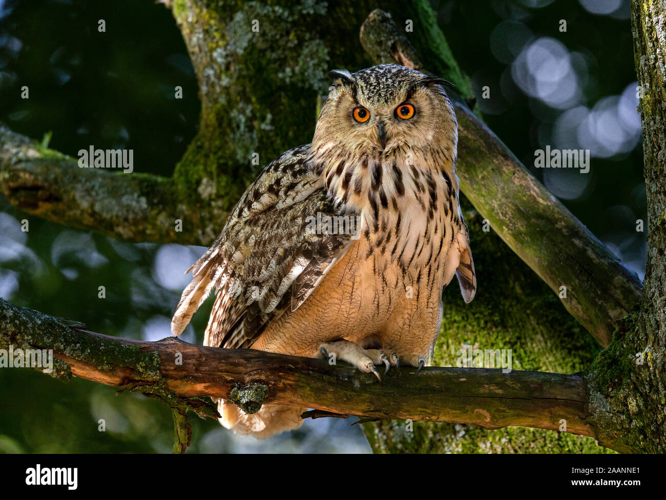Siberian Eagle Owl Stock Photo