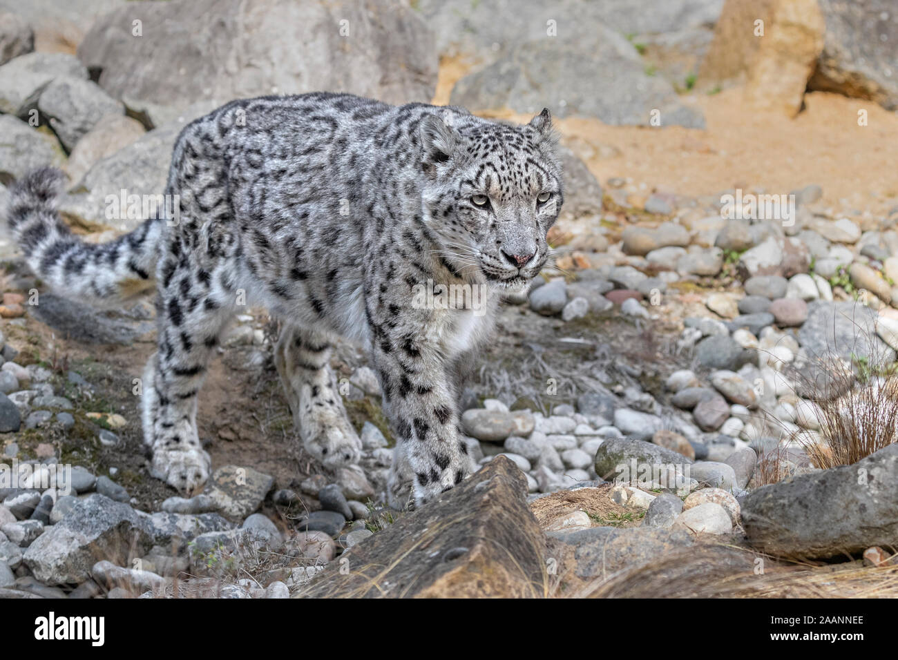Snow Leopard Stock Photo