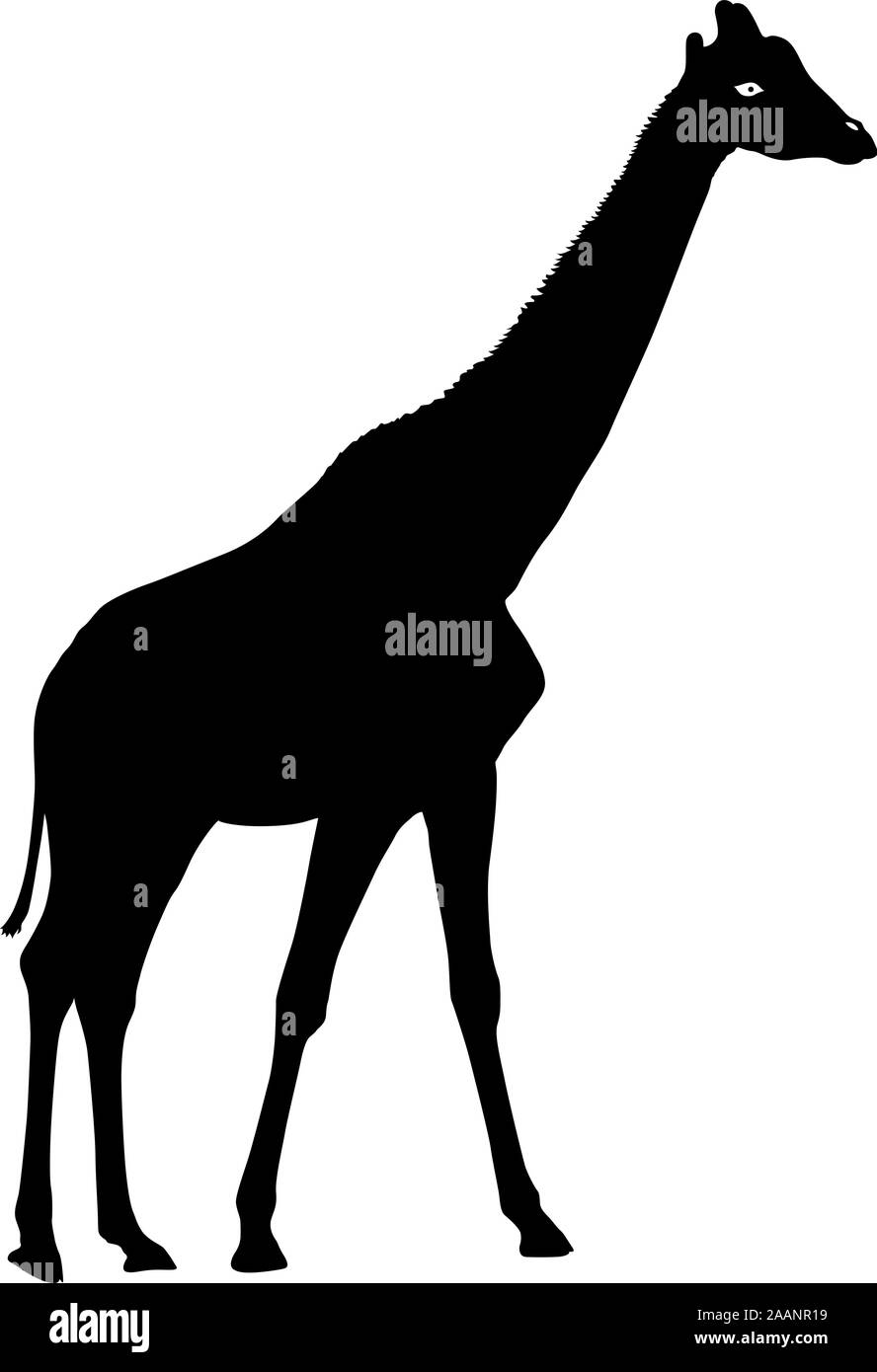 Silhouette high African giraffe on a white background. Stock Vector