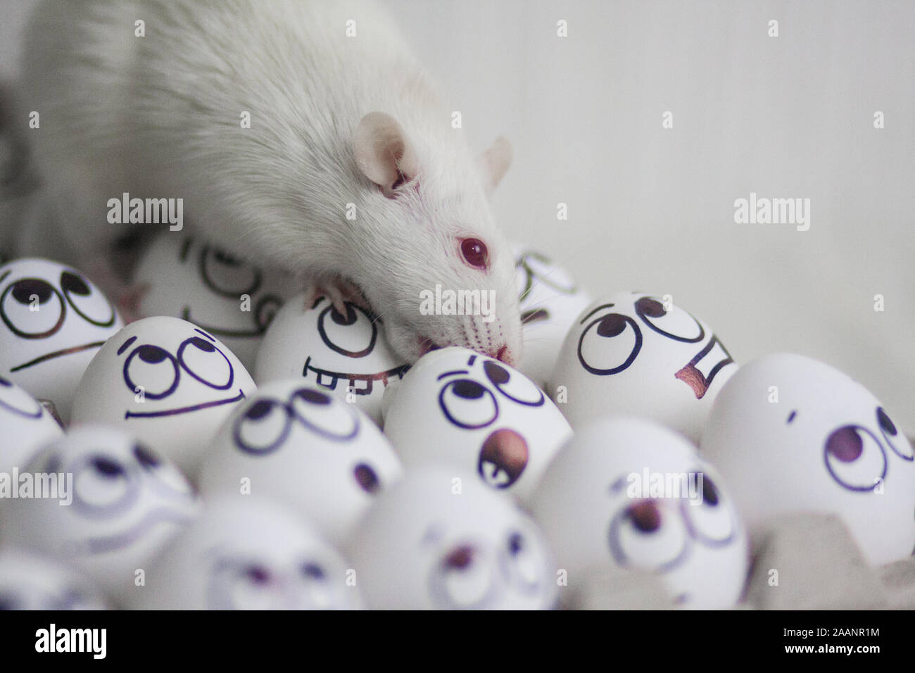 The menu is unusual. Innovative. Rat and chicken eggs. Secret Ingredient Stock Photo Alamy