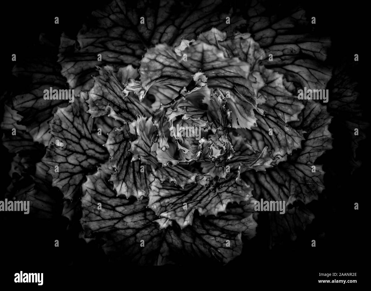 Continuation Of An Ongoing Series Of Black And White Photographs