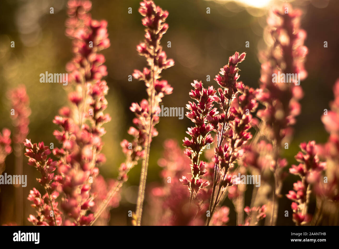 Back lit blossom hi-res stock photography and images - Alamy