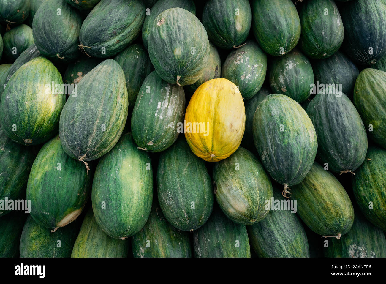 One yellow melon among many big sweet green melons Stock Photo
