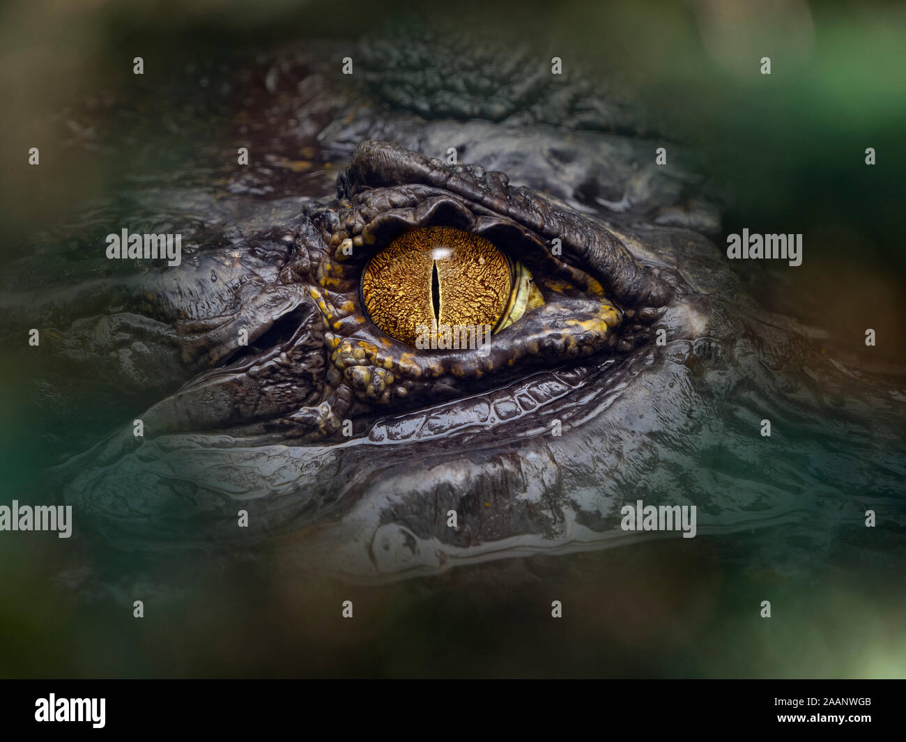 Spectacled caiman Caiman crocodilus   Cost Rica South America Stock Photo