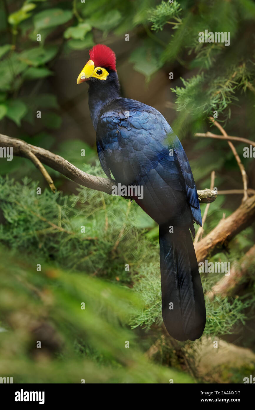 Ross Turaco - Musophaga rossae  or Lady Ross s turaco is a mainly bluish-purple African bird of the turaco family, Musophagidae, mostly found in woodl Stock Photo