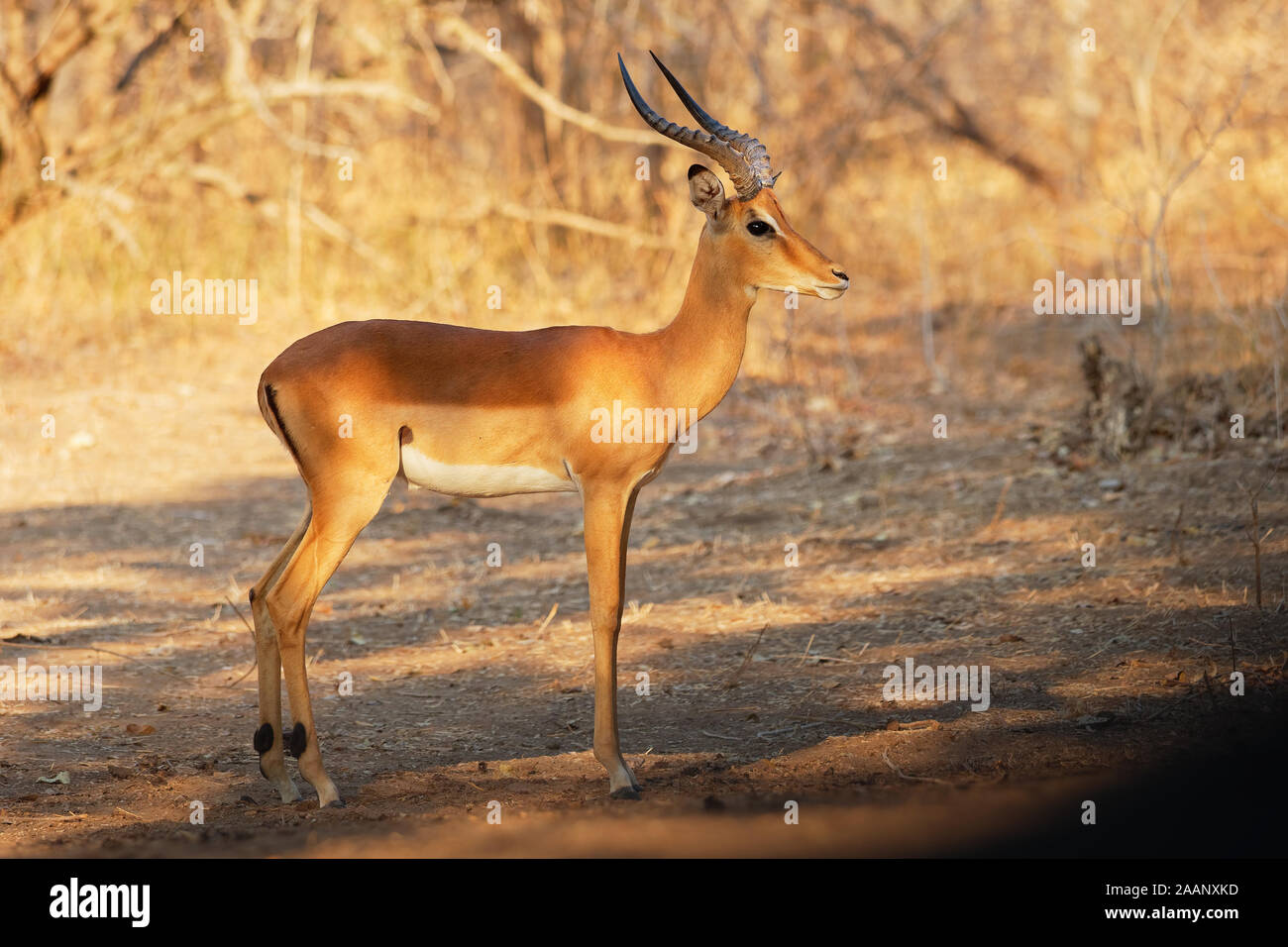 Impala - Aepyceros melampus medium-sized antelope found in eastern and southern Africa. The sole member of the genus Aepyceros, jumping and fast runni Stock Photo
