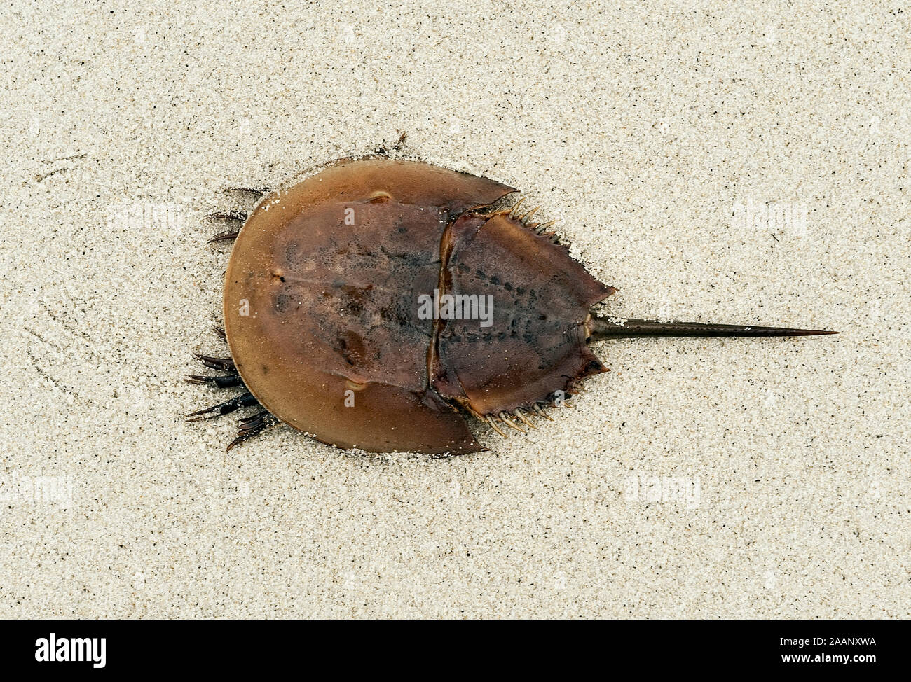 Horseshoe crab on beach. Stock Photo