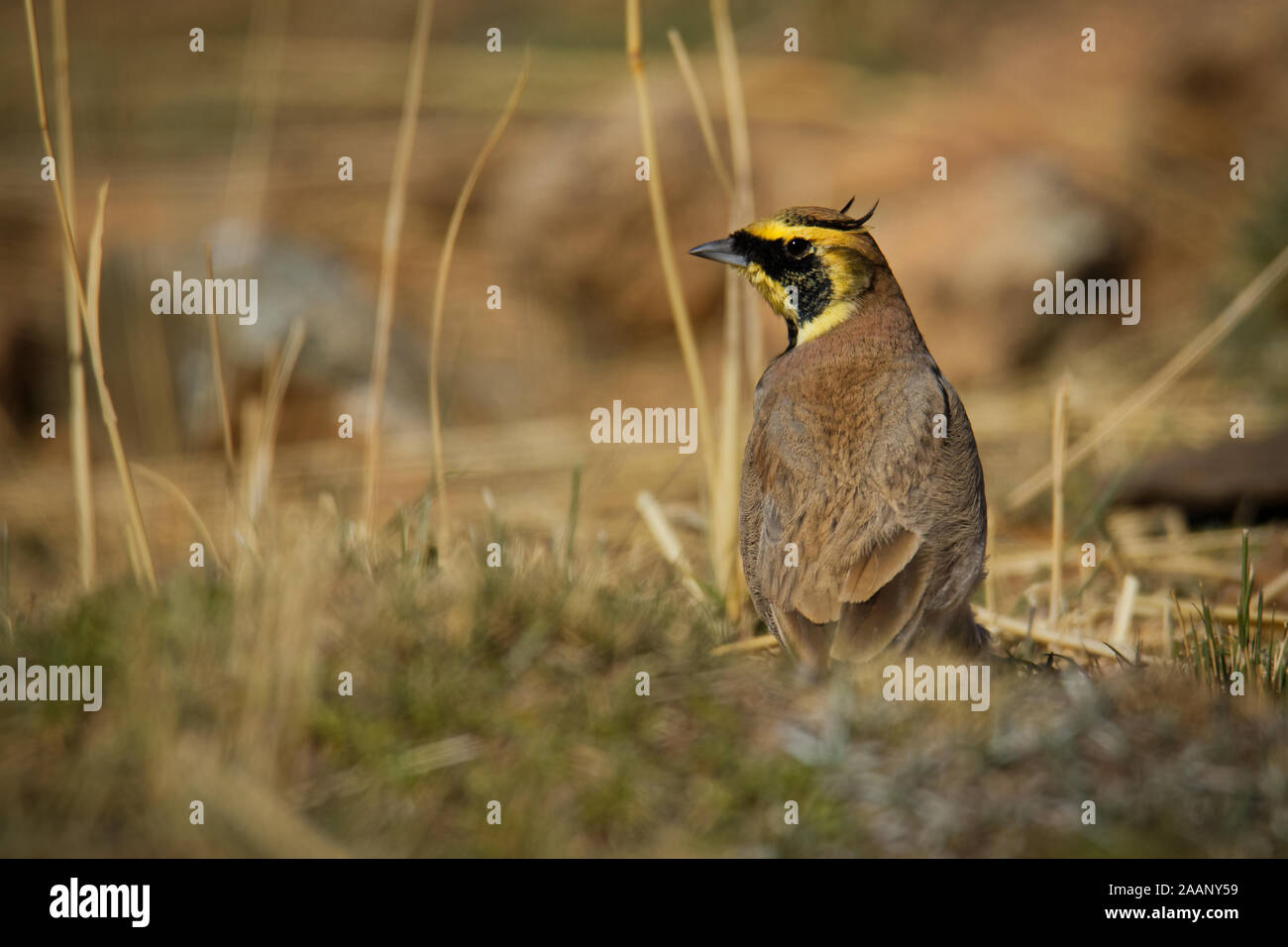 Horned Lark Eremophila alpestris called the shore lark in Europe, is