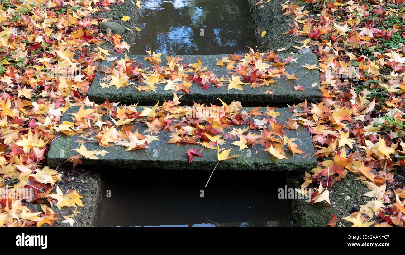 A carpet of colorful autumn leaves Stock Photo