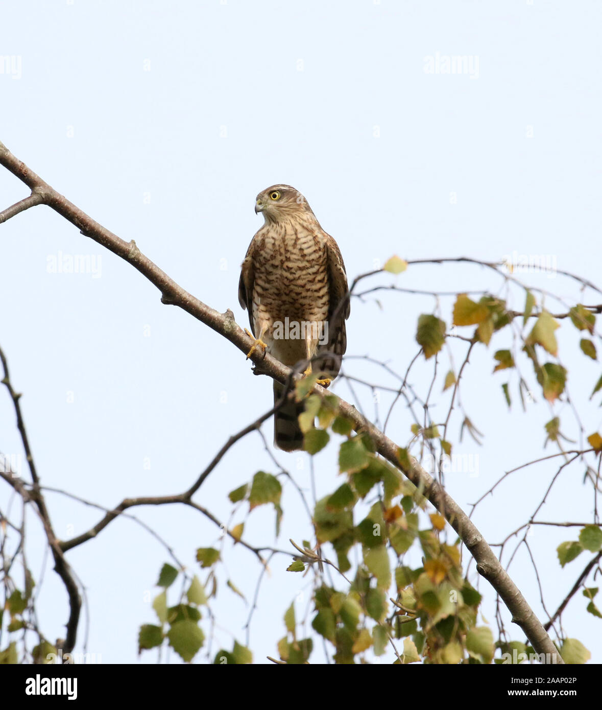 A Female Eurasian Sparrowhawk  (Accipiter nisus) perched on a branch in a garden in East Midlands, UK. Stock Photo