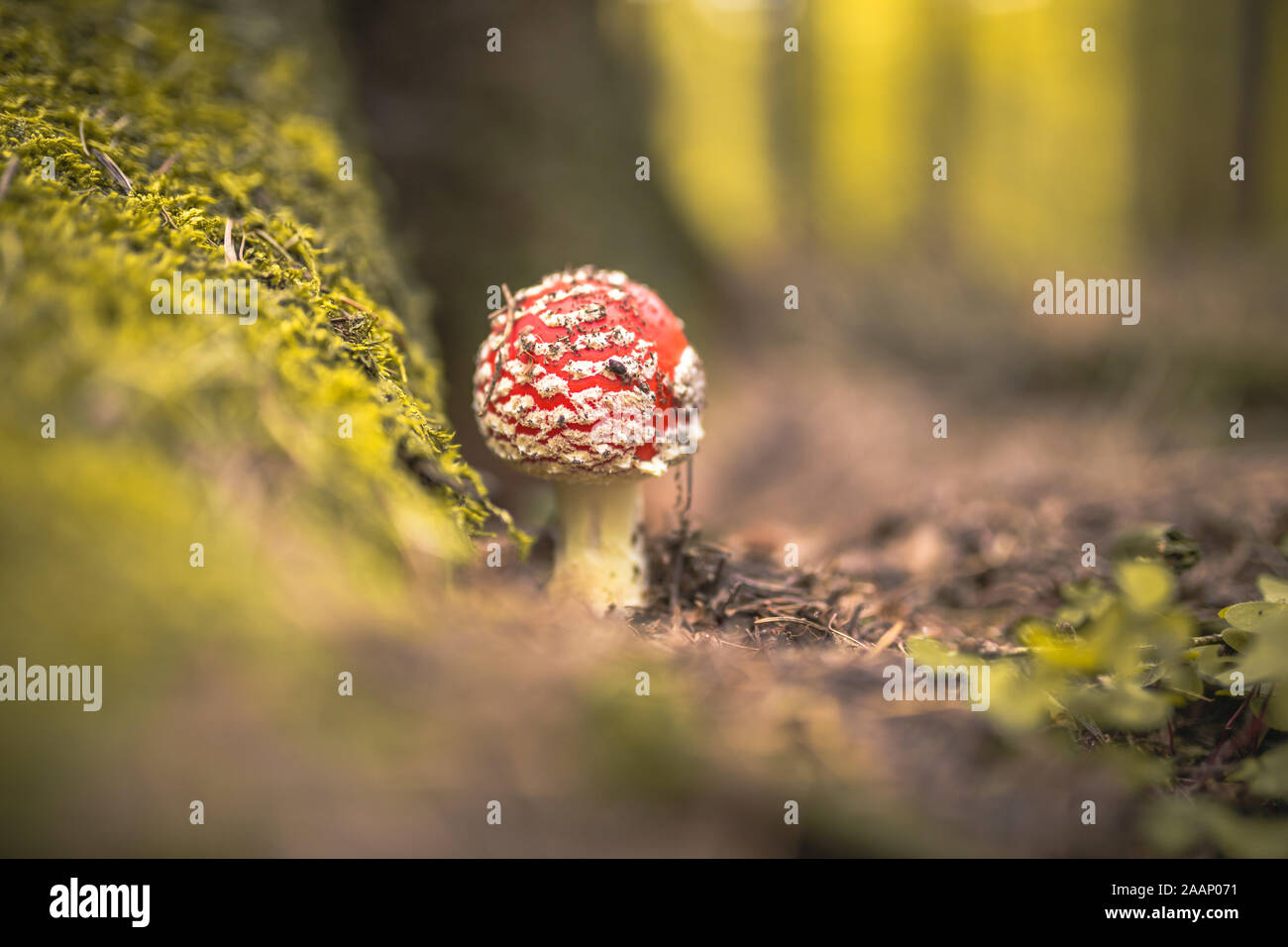 Amanita muscaria, commonly known as the fly agaric or fly amanita, is a basidiomycete of the genus Amanita. Although as poisonous, reports of human Stock Photo