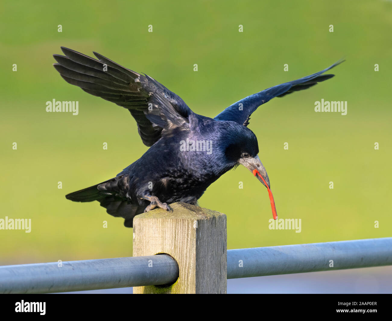 Rook Corvus frugilegus eating plastic rubbish Norfolk Stock Photo