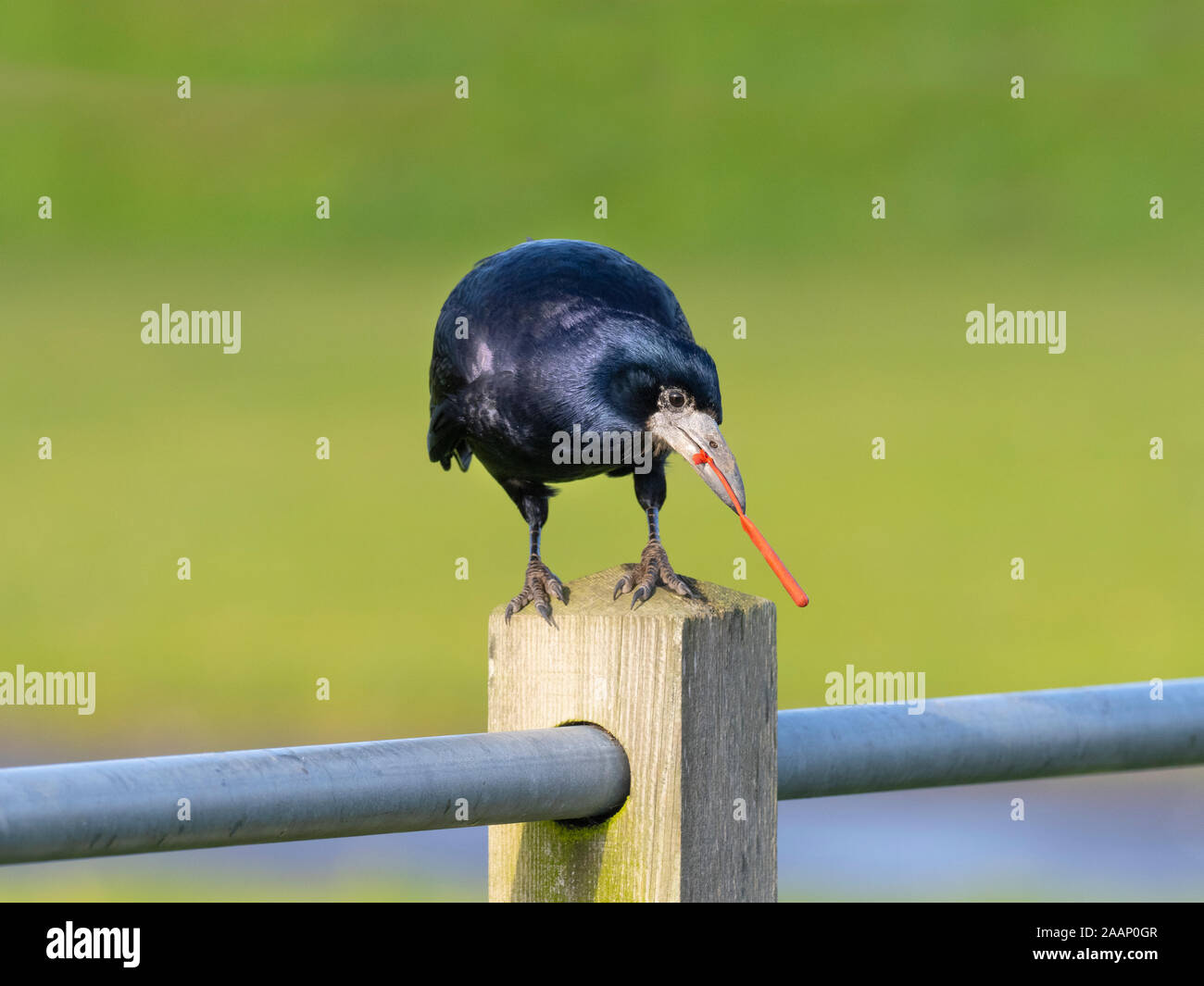 Rook Corvus frugilegus eating plastic rubbish Norfolk Stock Photo