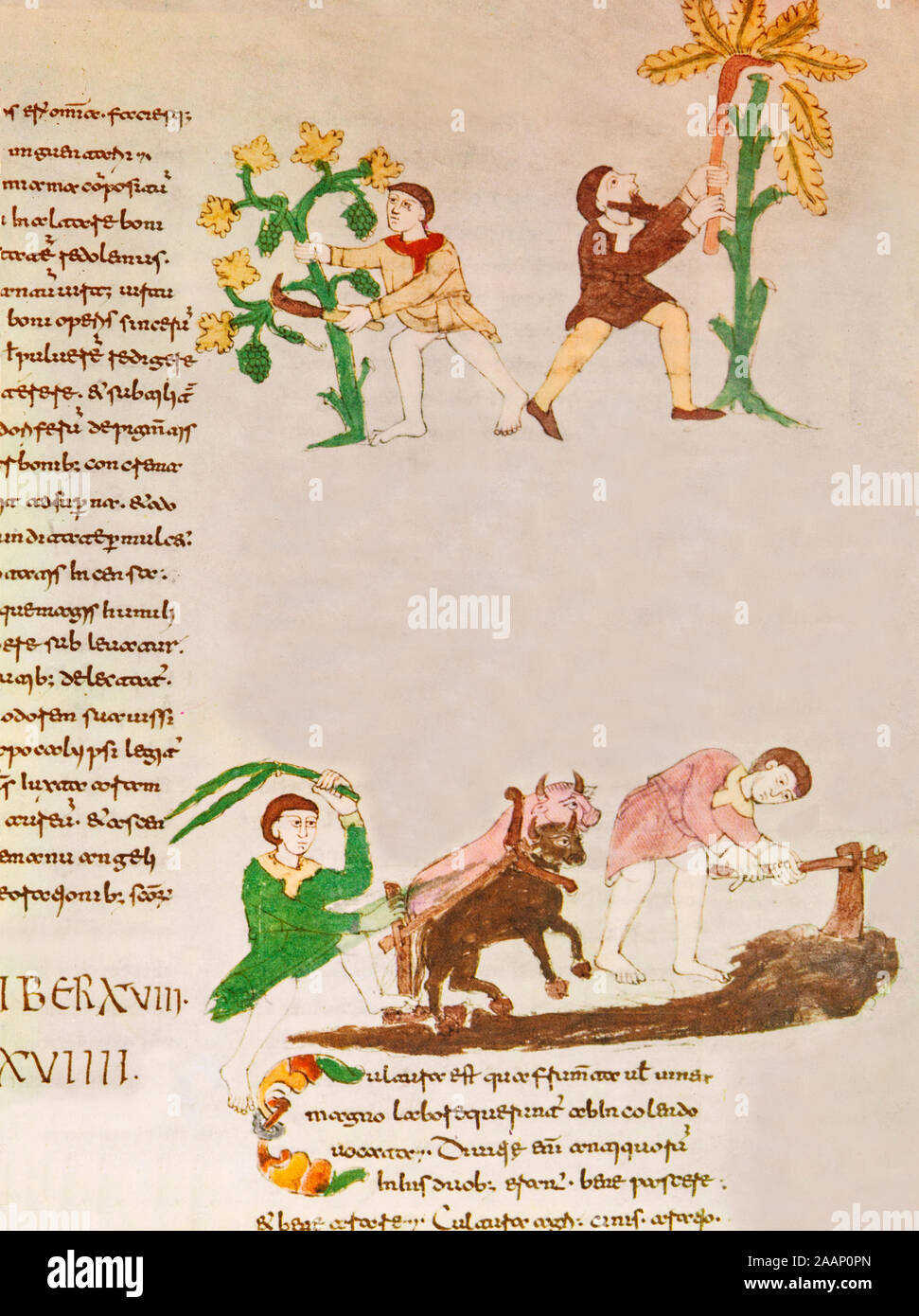 Farmers at work from a medieval minature manuscript found in the Benedictine monastery of Monte Casino, Italy. Stock Photo