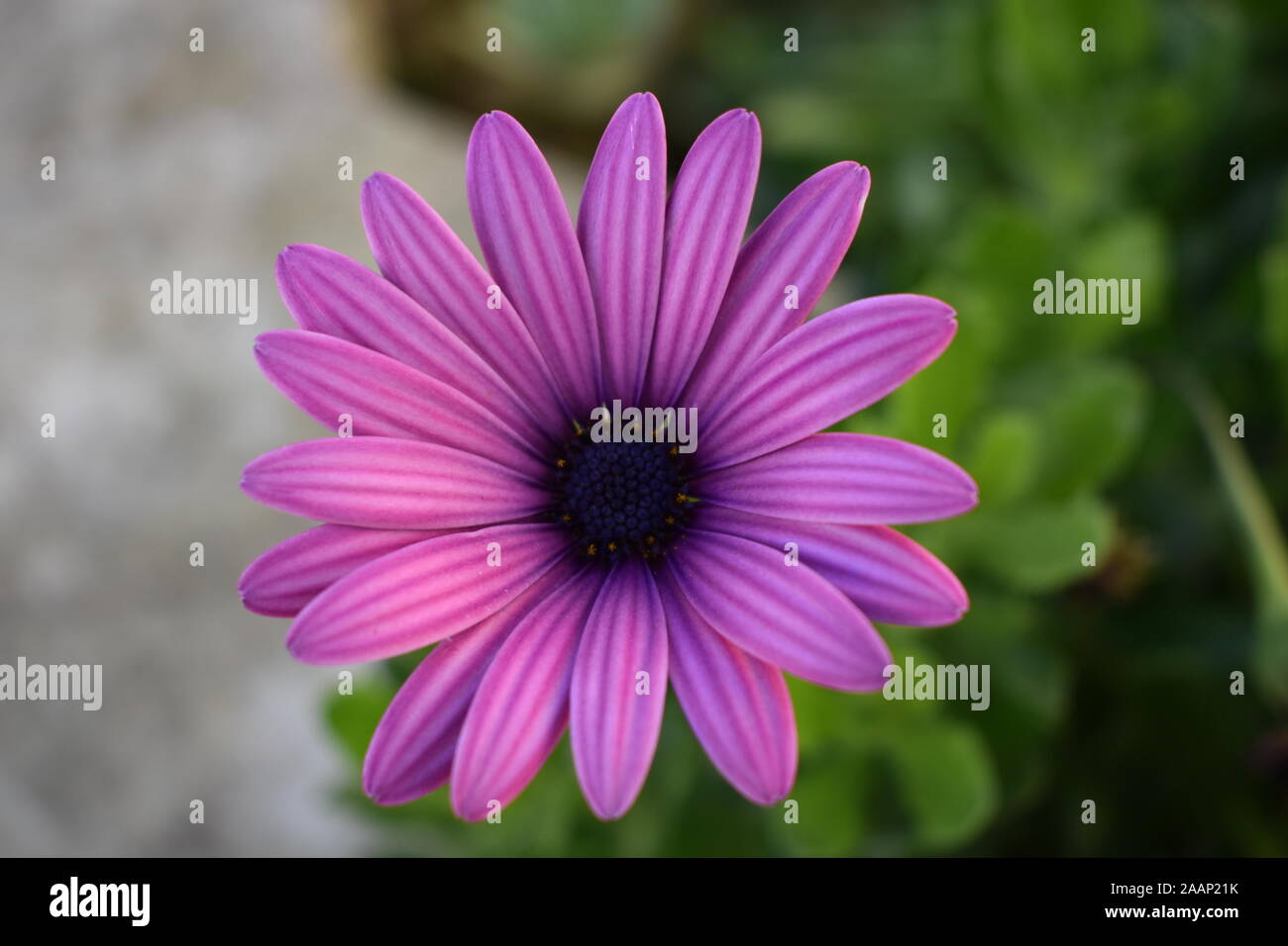 Purple African Cape Daisy Stock Photo