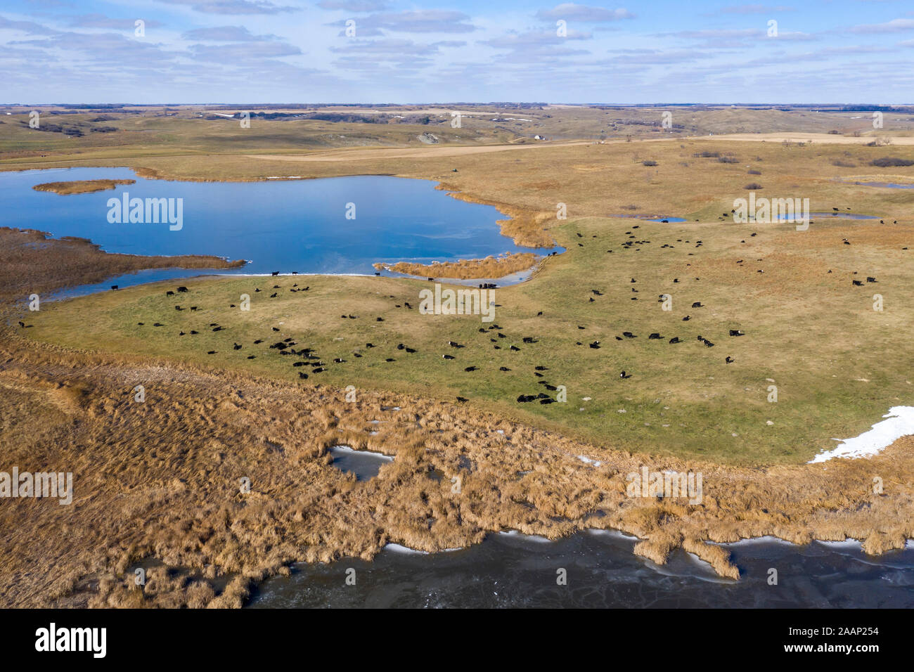 Sibley, North Dakota Cattle in a pasture Stock Photo Alamy