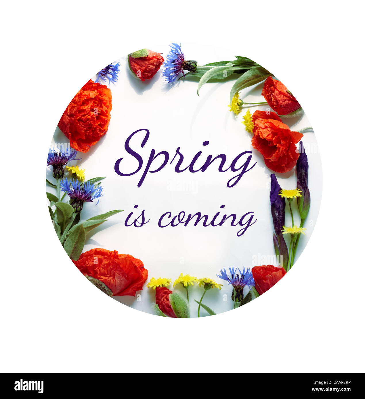 Spring floral composition from poppies, cornflowers, irises, and wild ...