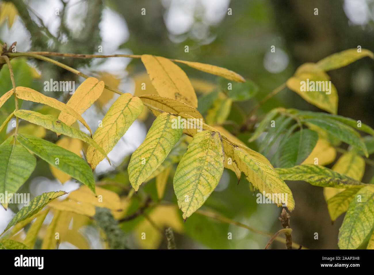 Autumnal yellowing leaves and foliage of Japanese Walnut - Juglans ailantifolia. Parts used in medicinal remedies, herbal remedies. SEE NOTES Stock Photo
