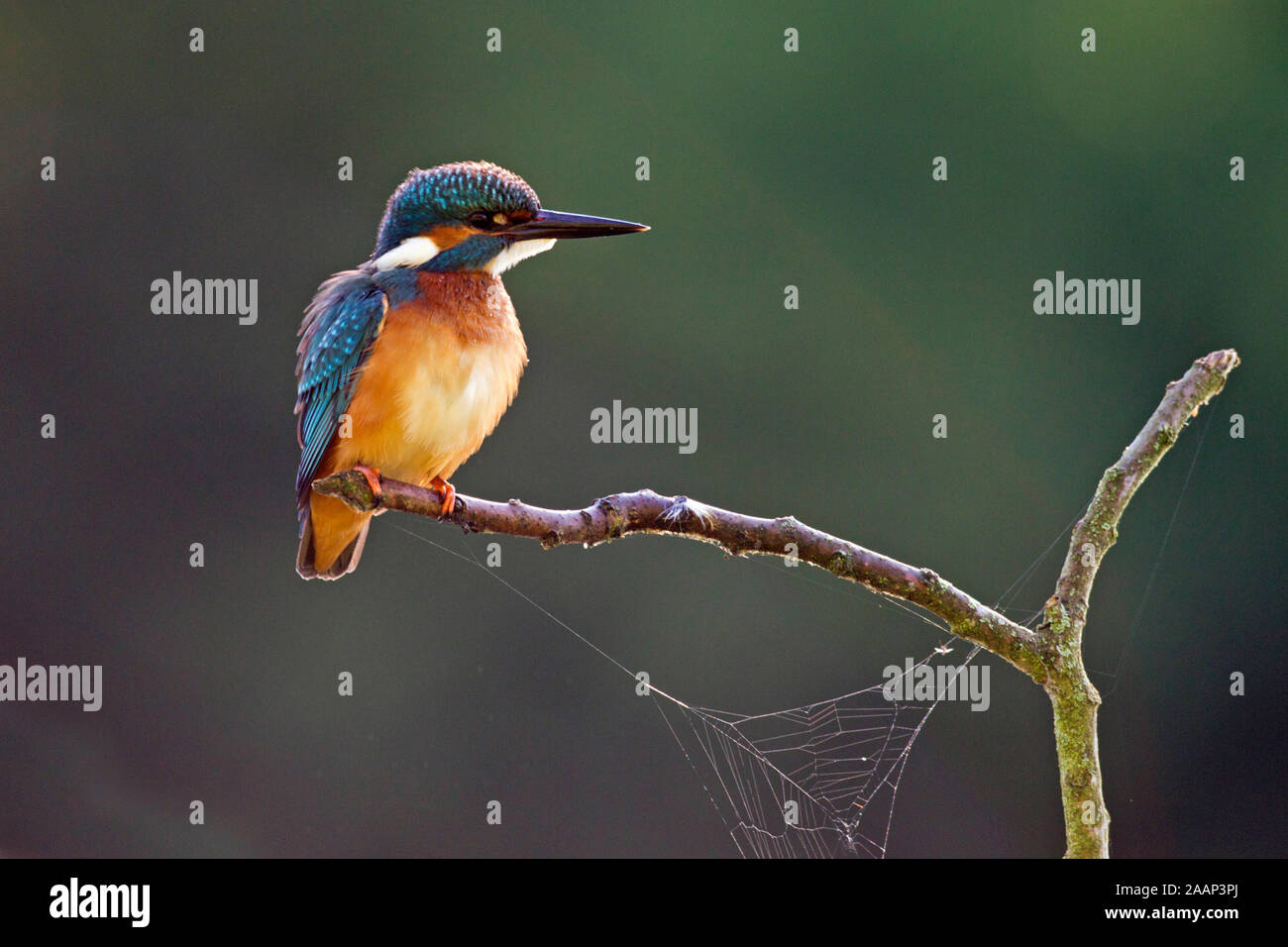 Eisvogel; Alcedo atthis; Kingfisher, Austria Stock Photo