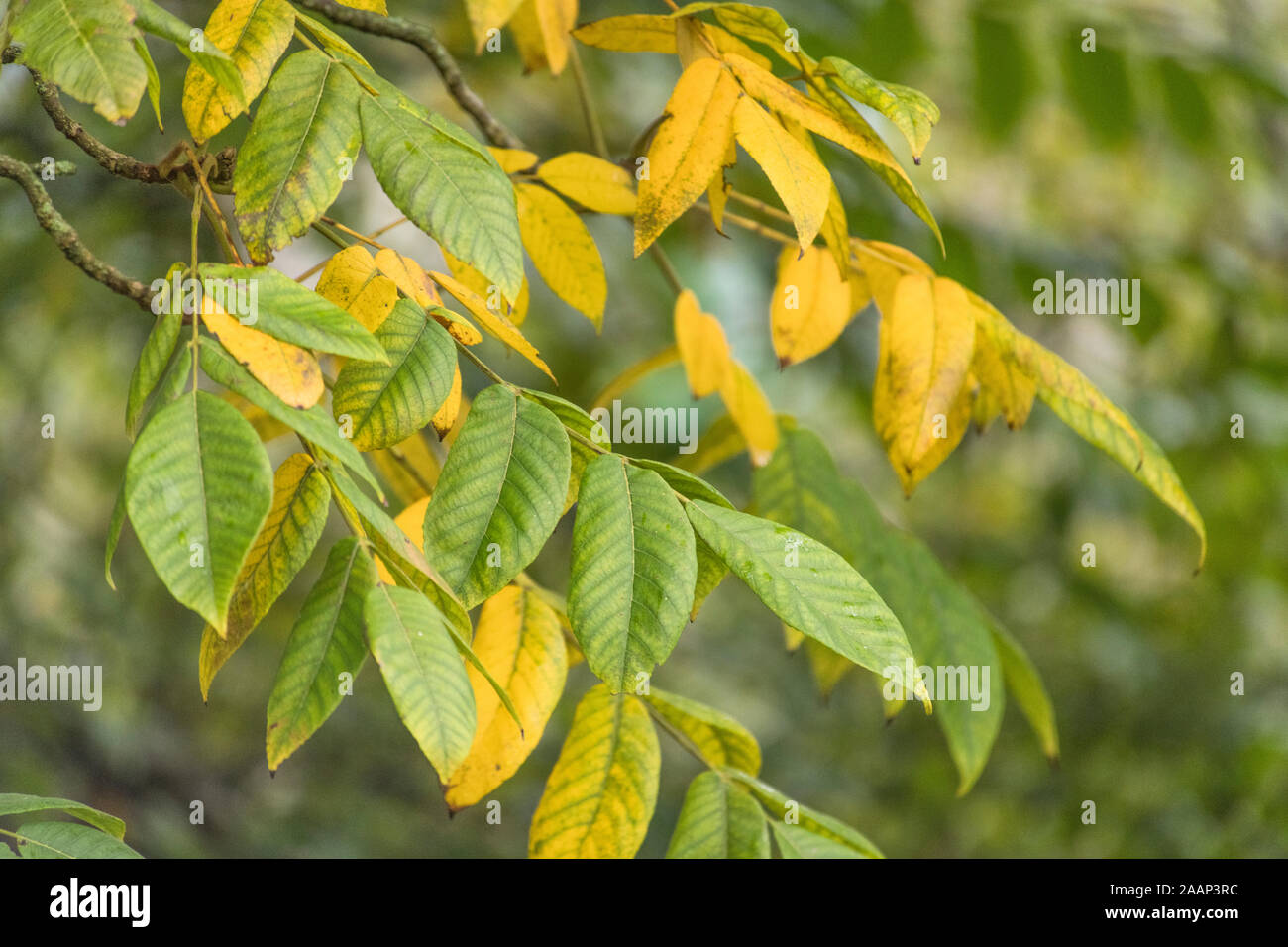 Autumnal yellowing leaves and foliage of Japanese Walnut - Juglans ailantifolia. Parts used in medicinal remedies, herbal remedies. SEE NOTES Stock Photo