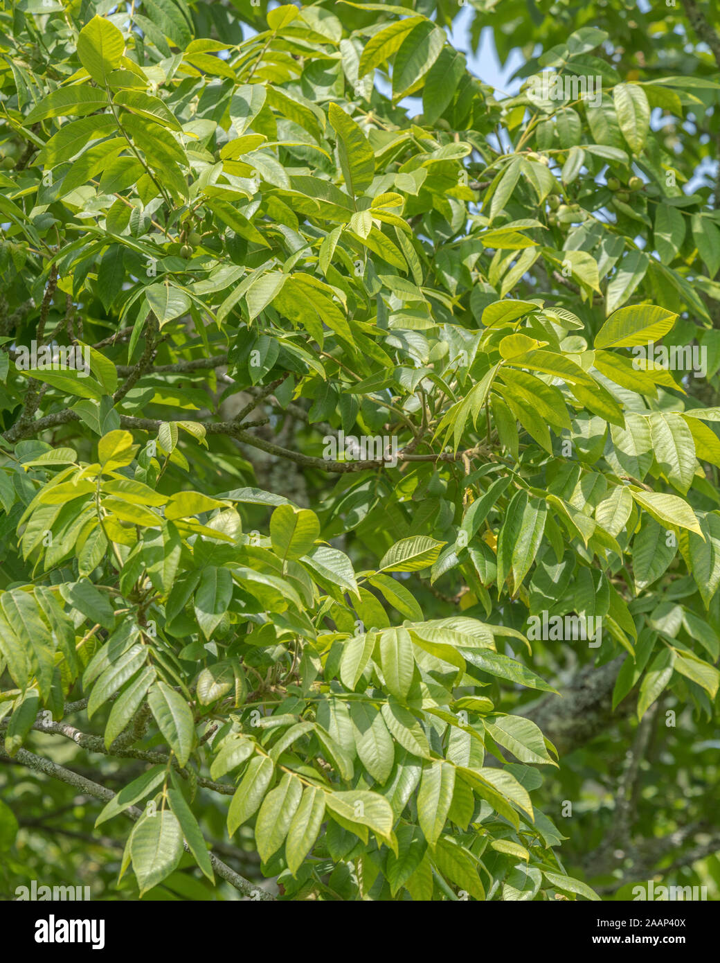 Summertime leaves and foliage of Japanese Walnut - Juglans ailantifolia. Parts used in medicinal remedies, herbal remedies. SEE NOTES Stock Photo