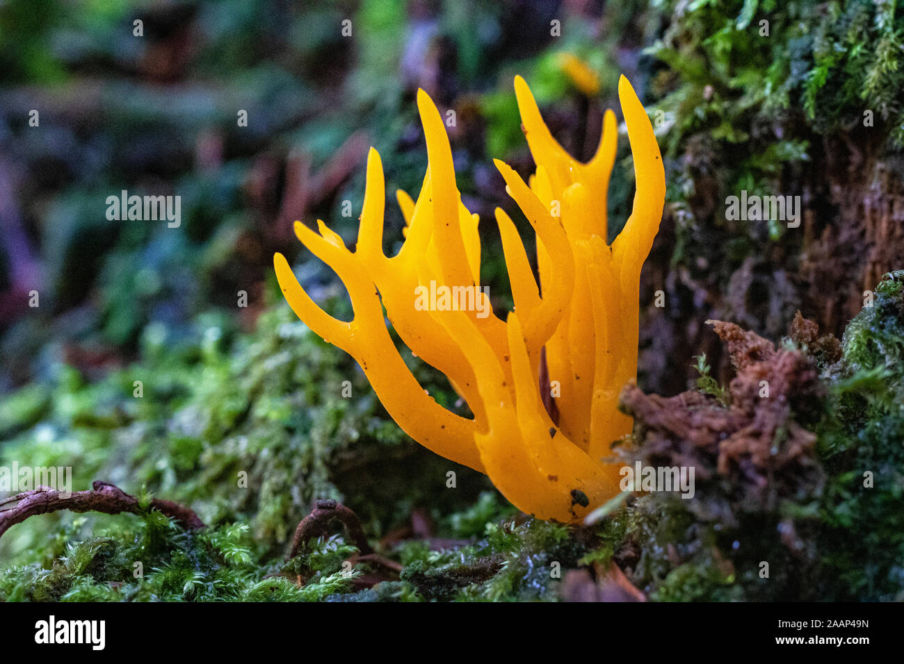 Bright Yellow Yellow Stagshorn Fungus (Calocera viscosa) Growing on a Rotting Pine Stump With Moss. Great Torrington, Devon, England. Stock Photo