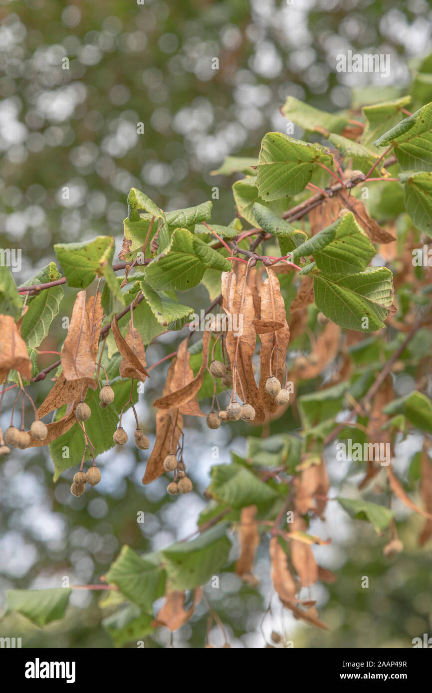 Seeds of the Lime / Tilia tree (thought to be Common Lime / Tilia europaea from rounded seeds). Flowers of Lime were used as Linden tea (a herbal tea) Stock Photo