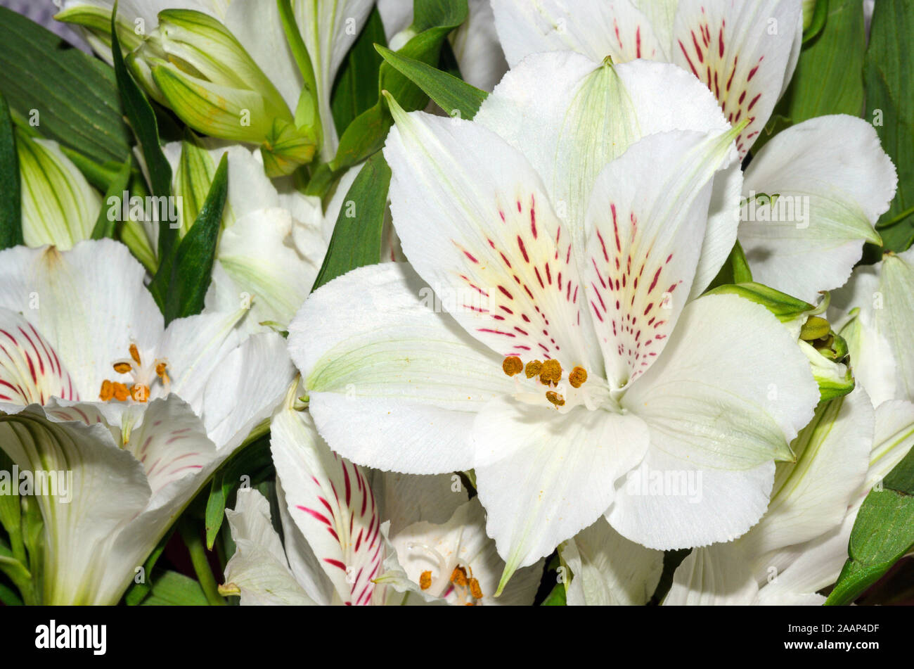 A bouquet of flowers Alstroemeria closeup. Stock Photo
