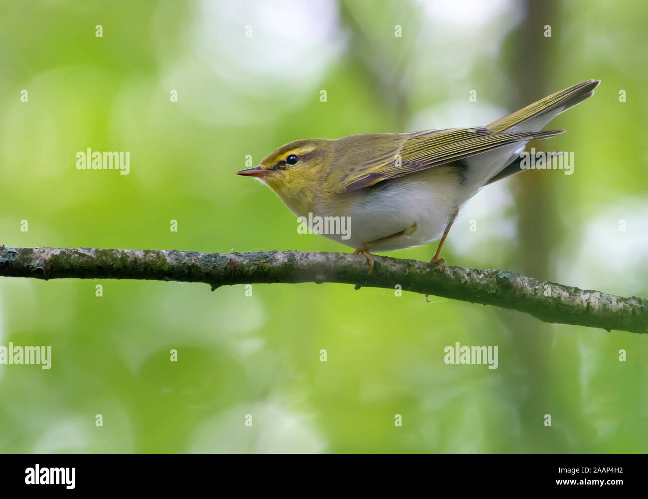 Adult male wood warbler perched with lifted tail on small branch in green woods Stock Photo