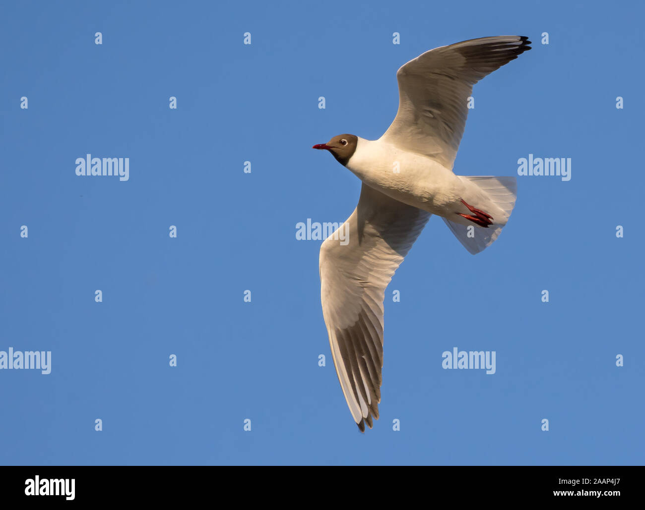 Black-headed gull fast fly over blue sky with spreaded wings Stock Photo