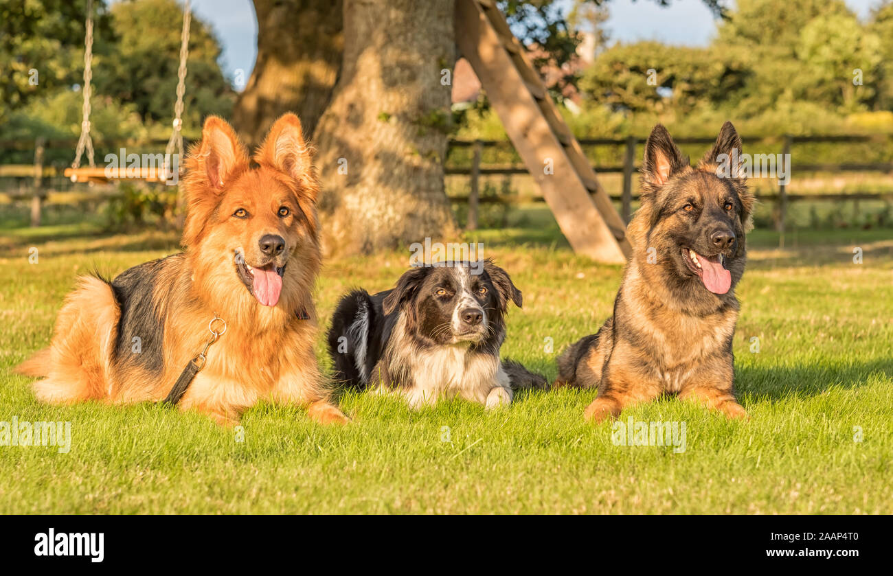 Border Collie German Shepherd Stock Photos Border Collie German
