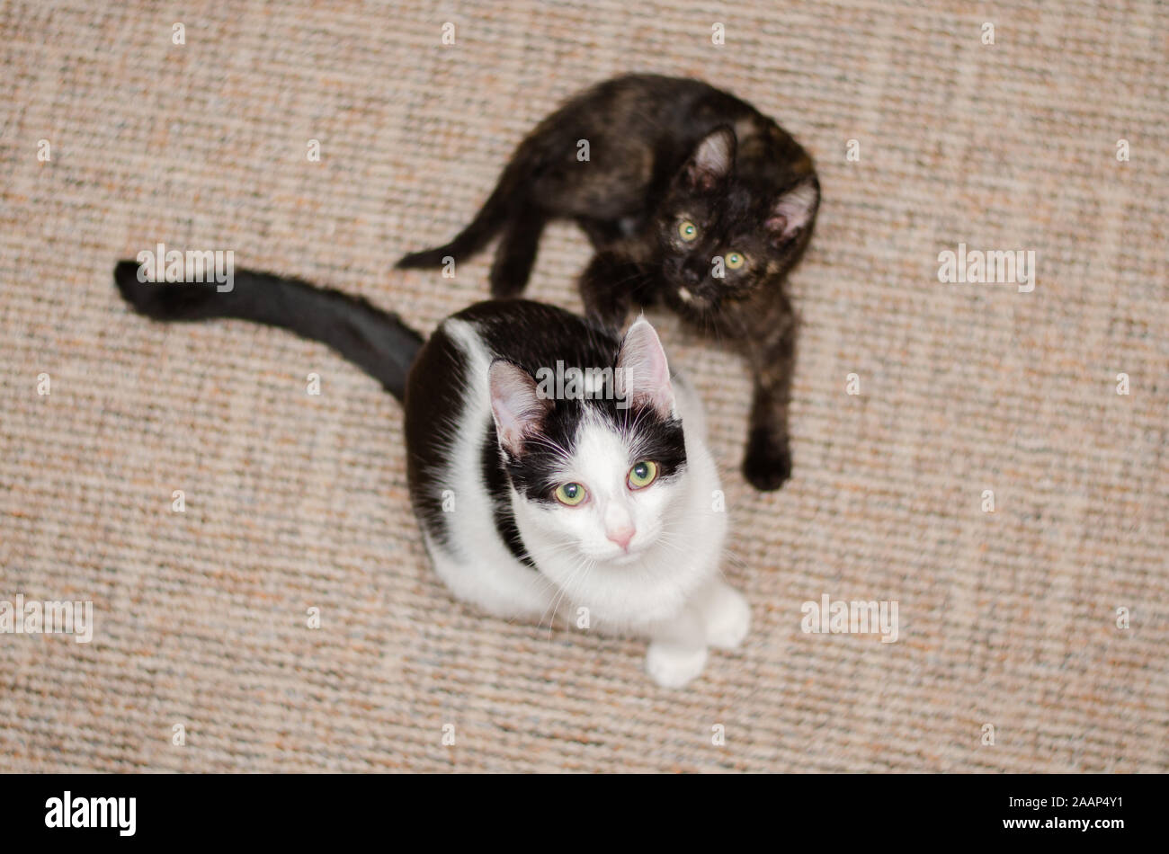 Bicolor cat and her sister torite kitten watching at camera Stock Photo